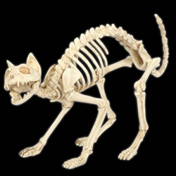 Skeleton Cat Crazy Bones Prop